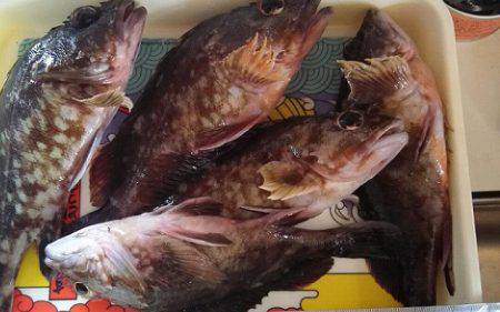 根魚狙い　カサゴ、メバルの釣果